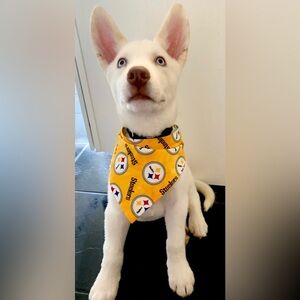 Pittsburgh Steelers Yellow & Black Bandanna | Small | For Small Dog | New